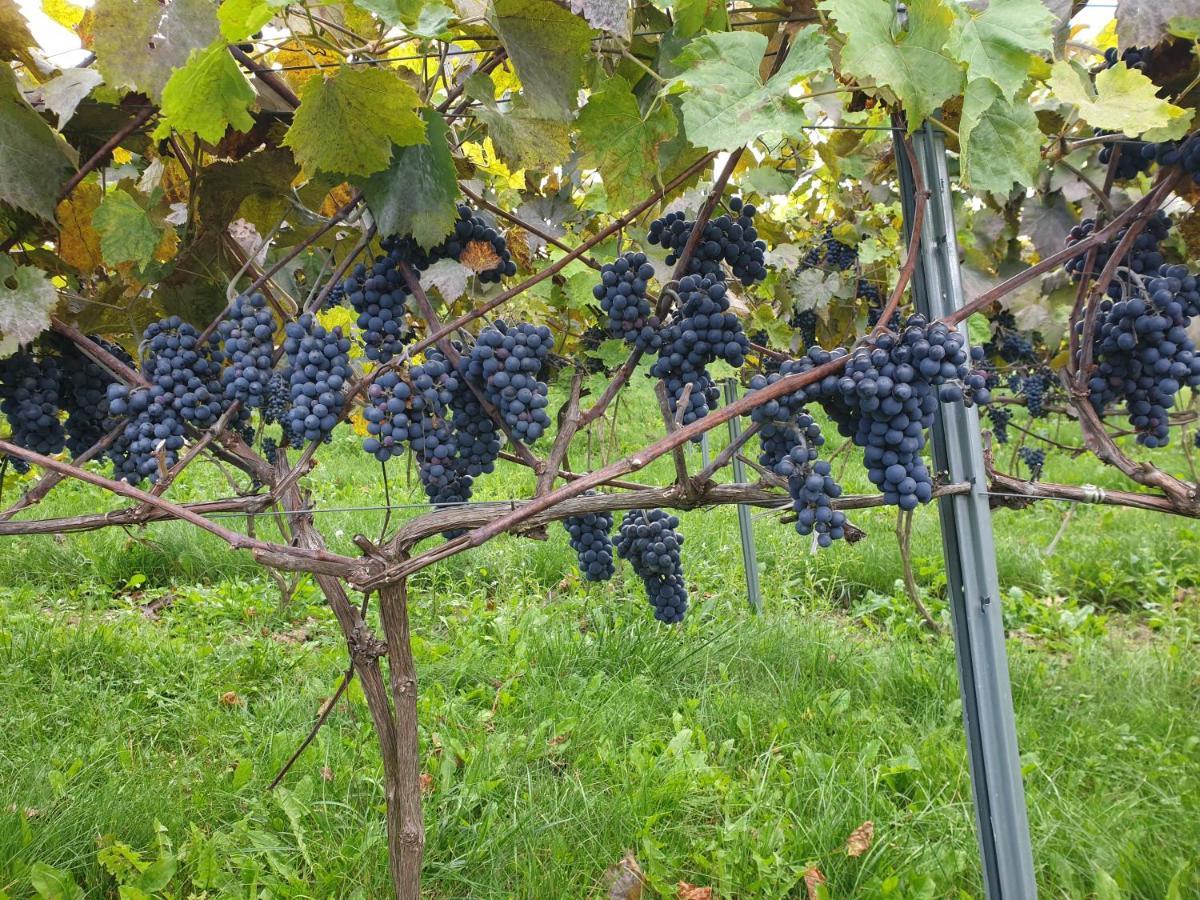 Fantastic View Vineyard Beskid Mountains Gruszow  Exterior foto